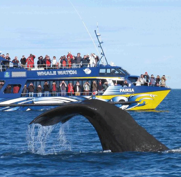 Whale watching