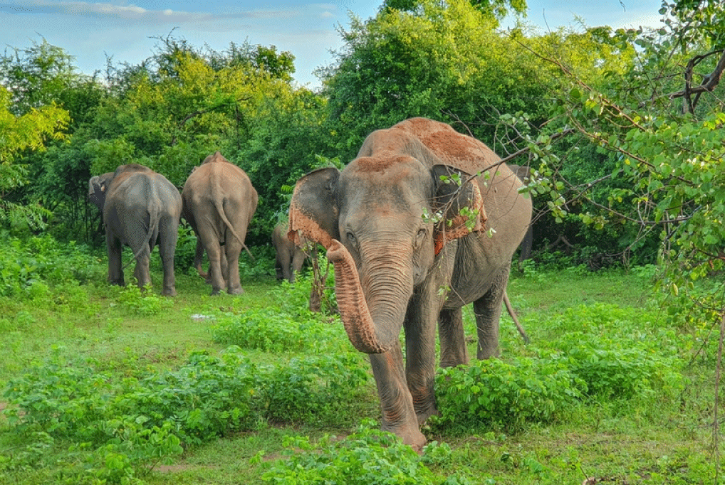 UDAWALAWE