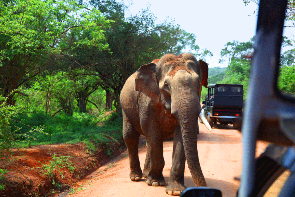 WILPATTU