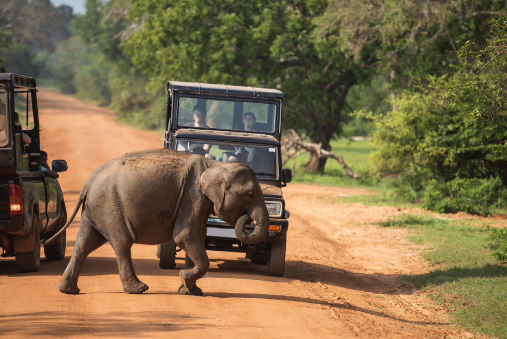 ASIAN BEAR IN YALA