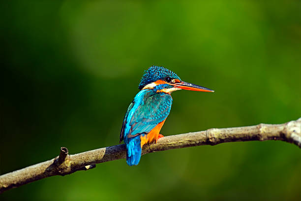 Yala National Park