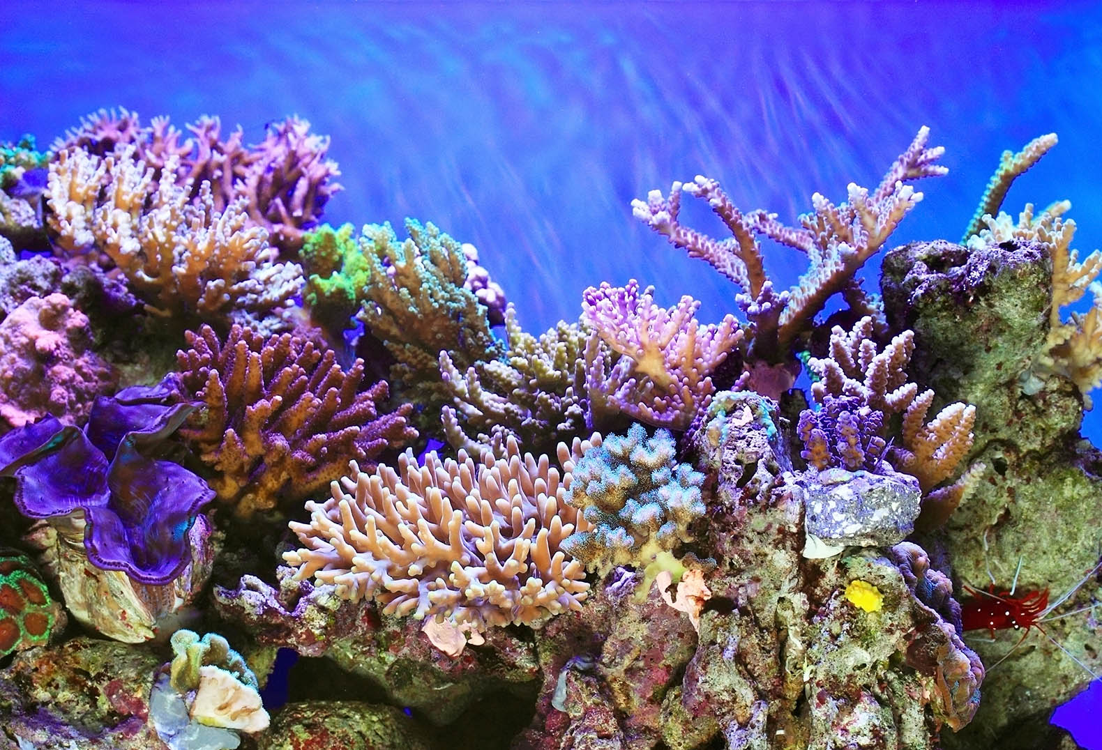 Hikkaduwa Coral Reef